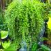 Perene: SEDUM SARMENTOSUM, slika2